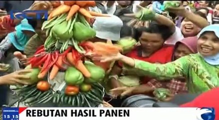 Warga Rebutan Hasil Panen