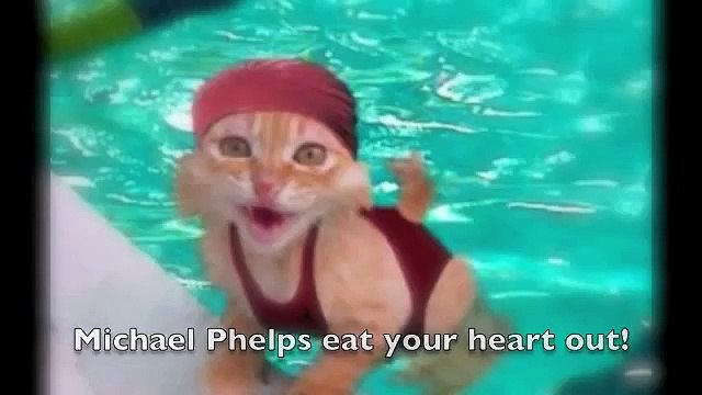 Funny animals, funny cat photos with captions, laughs, cute kittens, talking cats.