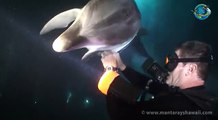 Un delfino si avvicina ad un sub. Il motivo è commovente!