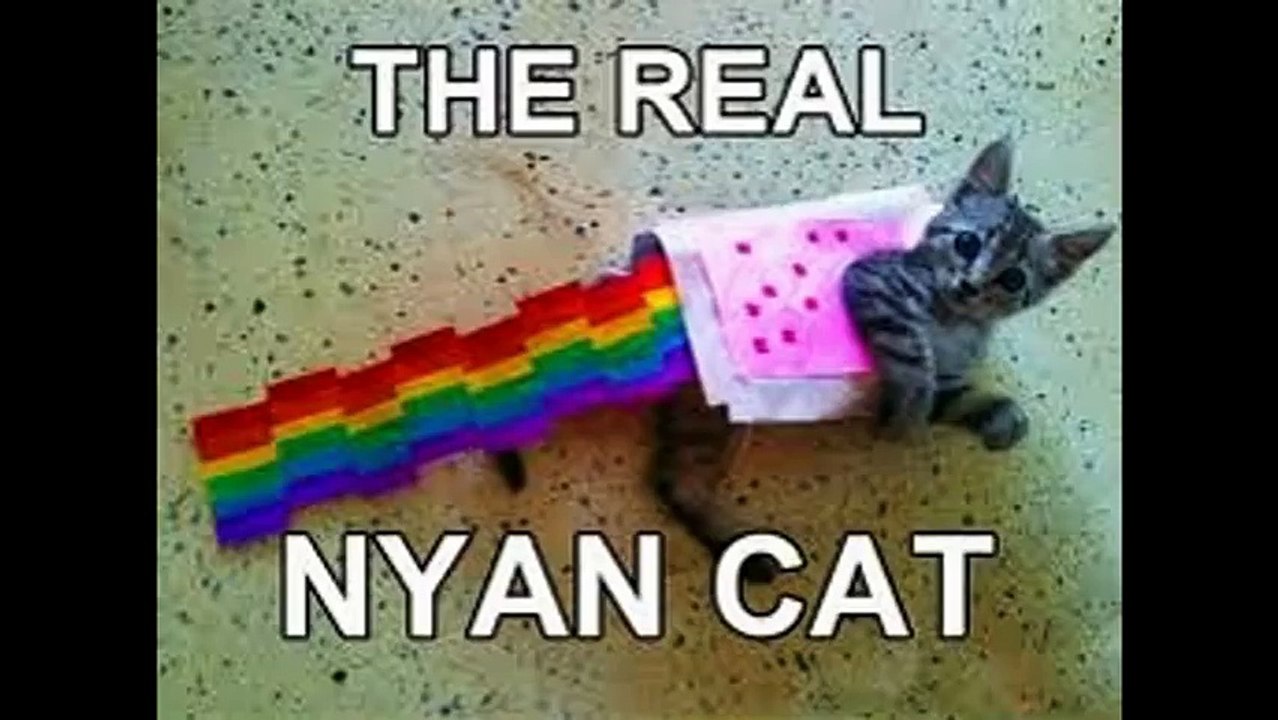 funny cat photos with words