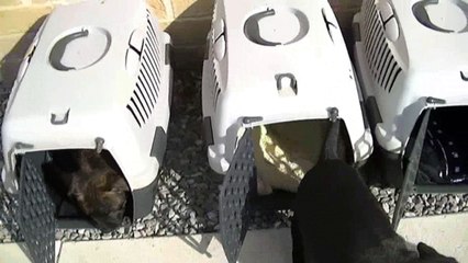 95ème vidéo Chiots de STAFFORDLAND de retour de chez le vétérinaire