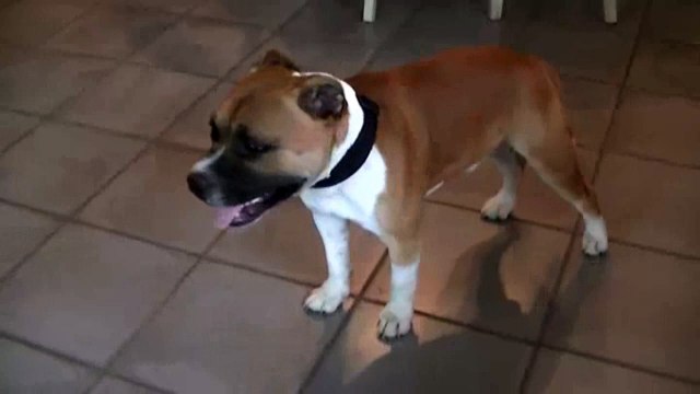 85ème vidéo Lancelot & la portée de Goody-Goody de STAFFORDLAND