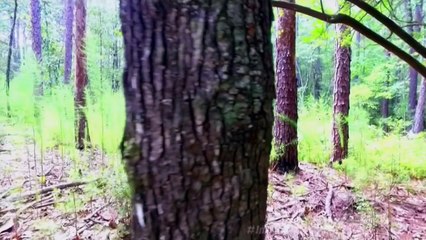 Broken Matt Hardy, Brother Nero, Reby Hardy and The Decay Segment