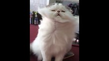 Voici une grande histoire d'amour entre ce chat et le sèche-cheveux !