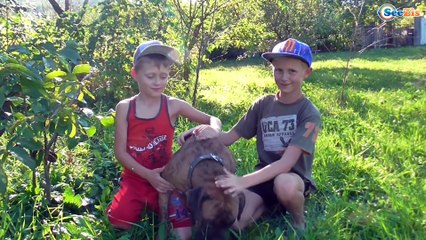 Питомец Игорька - Собака Бумер - Играем, Дрессируем - Видео для детей