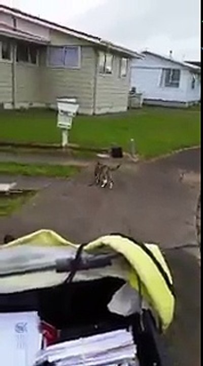 Un chat aide ce facteur Anglais pendant la distribution du courrier