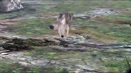 Wolf adventure game released. "Life of Wolf Reboot"