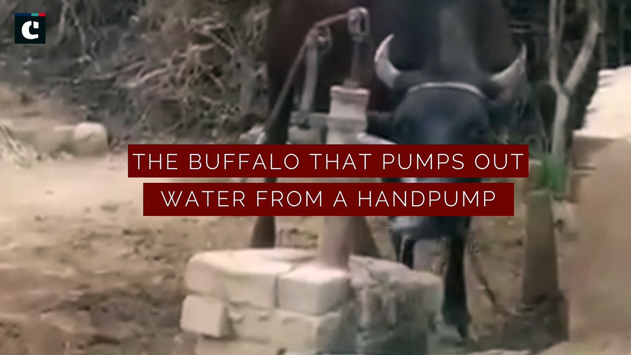 No humans required! Watch how a buffalo pumps water for itself