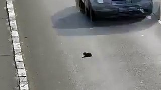 Homem salva animal na auto-estrada!