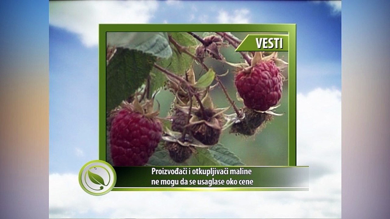 Vesti – Proizvođači i otkupljivači maline ne mogu da se usaglase oko cene