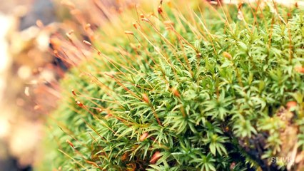 HOW-TO-MAKE-AN-ETERNAL-TERRARIUM