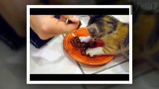 Kitten Releases Inner Lion When You F*ck With Her Food