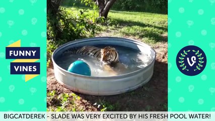 Funny Vines Animal Vines Compilation - Best Vines 2016