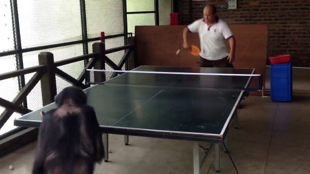 Ce chimpanzé est probablement bien meilleur que vous au ping-pong