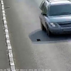 Homem coloca-se em perigo ao parar carro na auto-estrada para poder salvar gatinho.