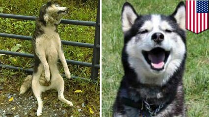 Family finds missing husky gutted and hanging by the neck on their front gate