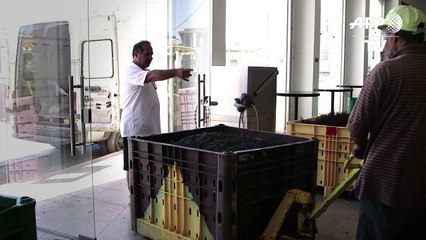 عائلة فلسطينية تحلم بوضع فلسطين على خارطة النبيذ العالمي