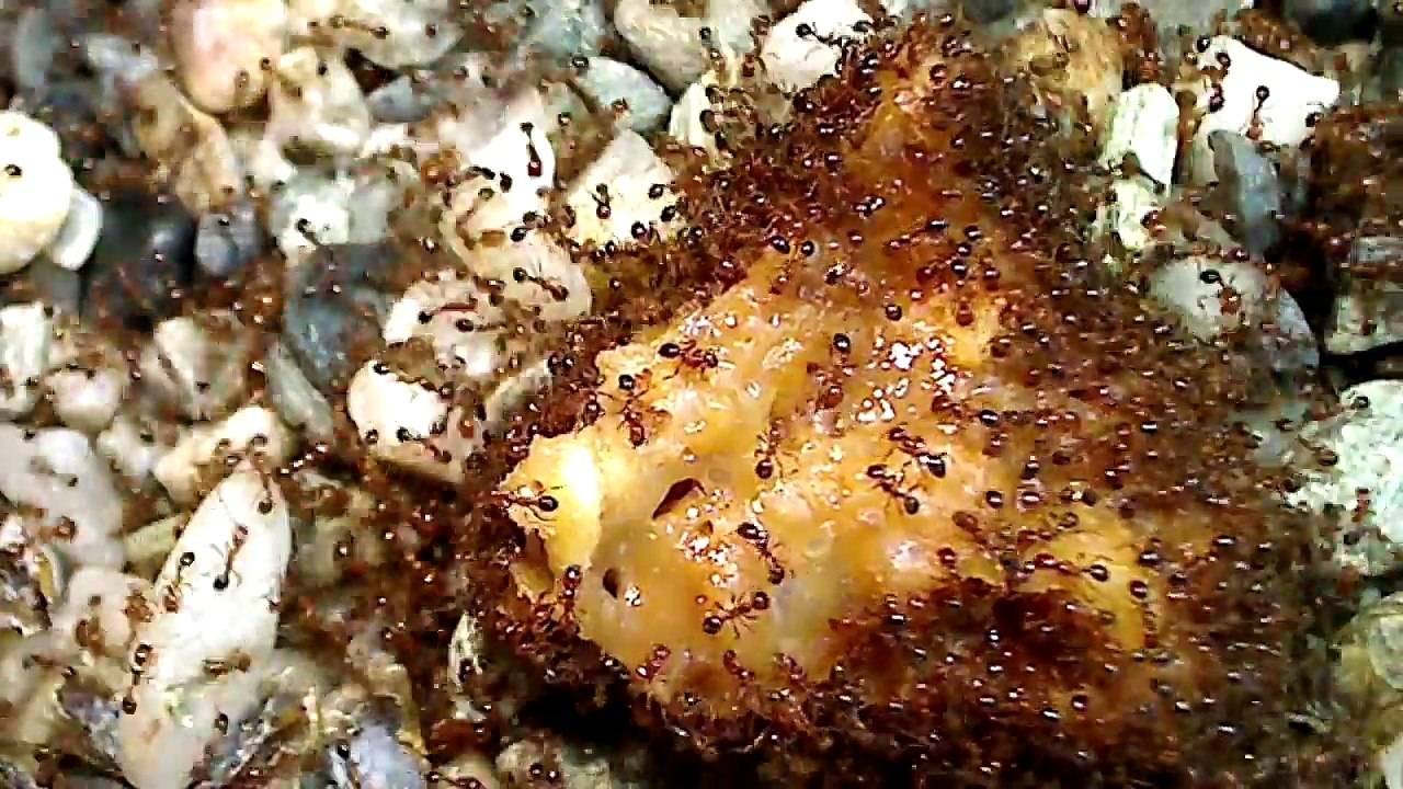Ants Do Crazy Things For Sugar (feat. Fire Ants & Crazy Ants) _ Ant Sugars Tutorial