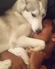 Mulher "descobre" algo no seu cão... ele tem cócegas!