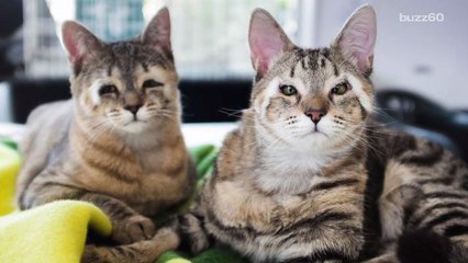 Surgery Helps Cats Born Without Eyelids See Bright Future