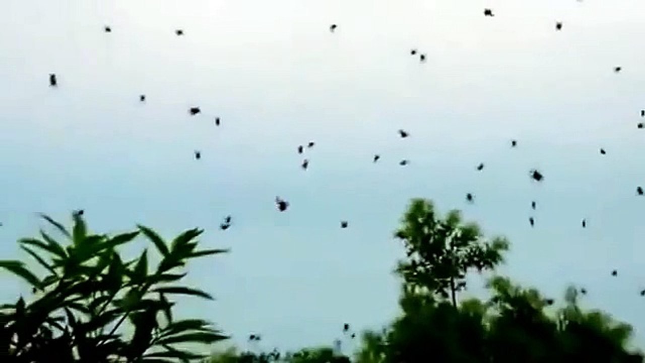 Il pense filmer des OVNI mais regardez ce que sont ces points noirs!