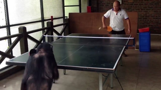 Ce chimpanzé est champion de ping-pong et surement meilleur que vous
