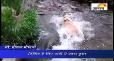 जब फिशिंग के लिए पानी में उतरा कुत्ता !