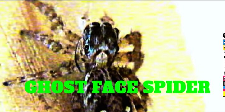 The First Footage of a Horrifying Ghost Face Indian Spider