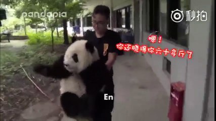Cuộc trò chuyện hài hước của nhân viên sơ thú và gấu trúc