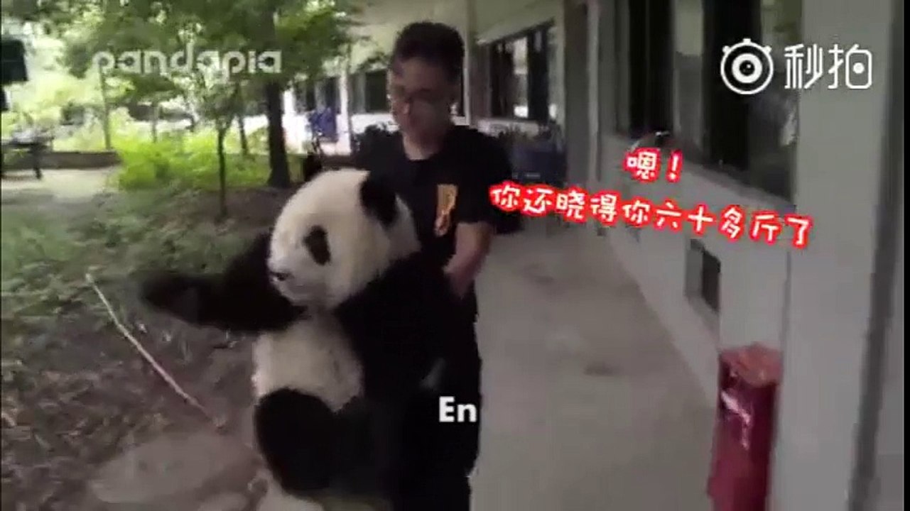 Cuộc trò chuyện hài hước của nhân viên sơ thú và gấu trúc