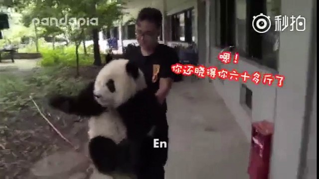 Cuộc trò chuyện hài hước của nhân viên sơ thú và gấu trúc