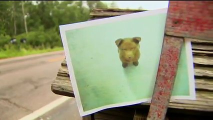 Chú chó đi bộ 6km để bảo vệ người dân thị trấn