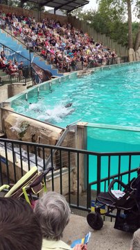 zoo de Beauval 41110 ; spectacle des otaries