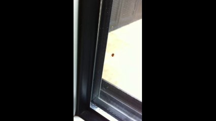 Spider goes crazy!