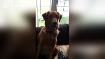 Meet Buddy: The 1-Year-Old Golden Retriever Who Can Do Math 🧮