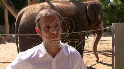 Portugalia fituese e Euro 2016-ës sipas elefantit orakull Zella