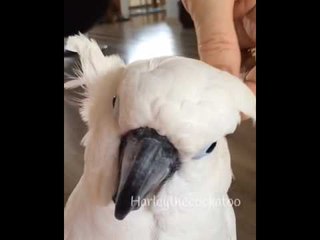 Owner Turns Cockatoo Into an Owl With Some Creative Feather Manouvering
