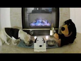 Romantic Rescue Dog Has Cute Date Night