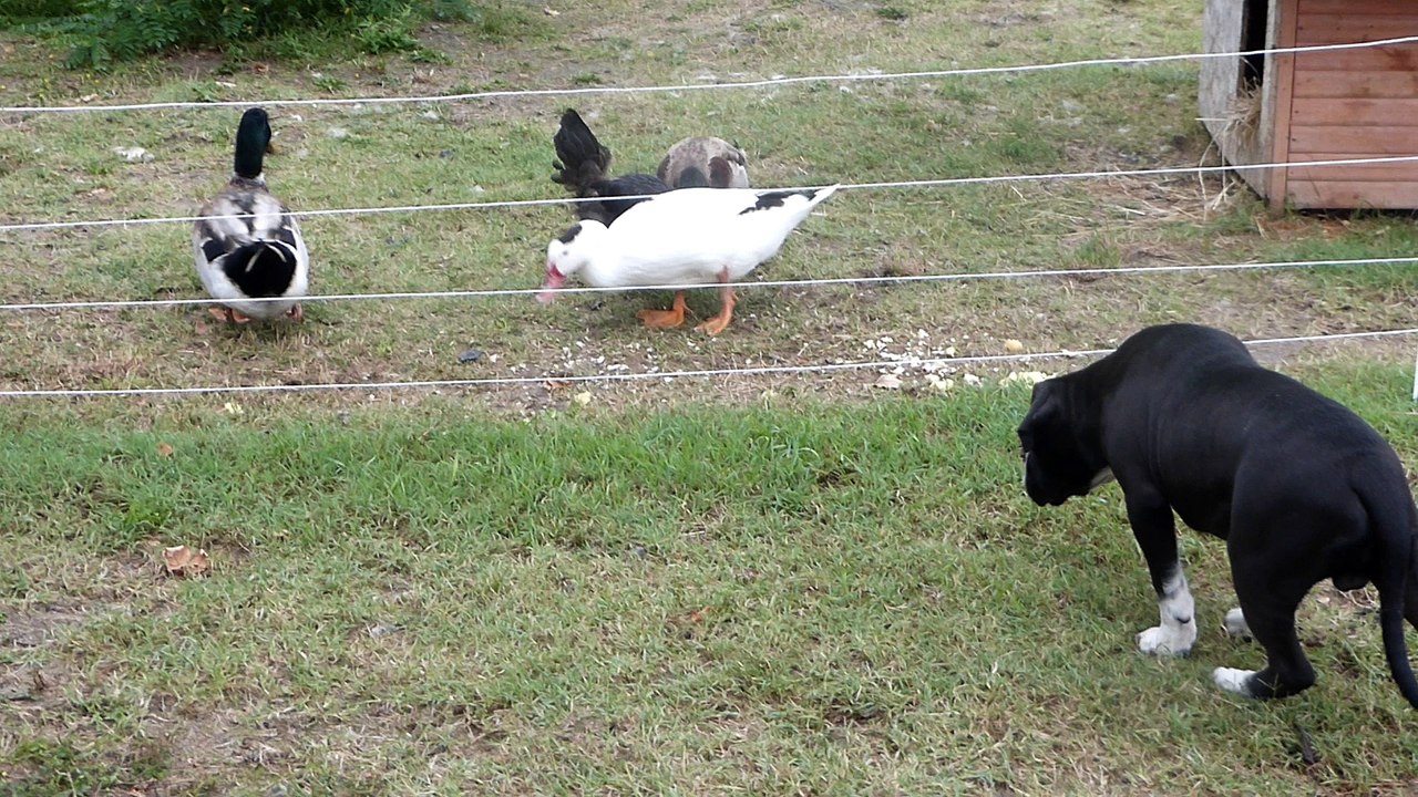 Continental bulldog avec grisou  les poules et les canards