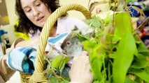 Koala huérfano halla consuelo en un peluche