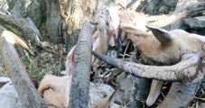 Koruma Altındaki 2 Dağ Keçisi Kaçak Avcıların Kurbanı Oldu