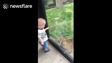 Brave toddler stands up to Leopard at zoo