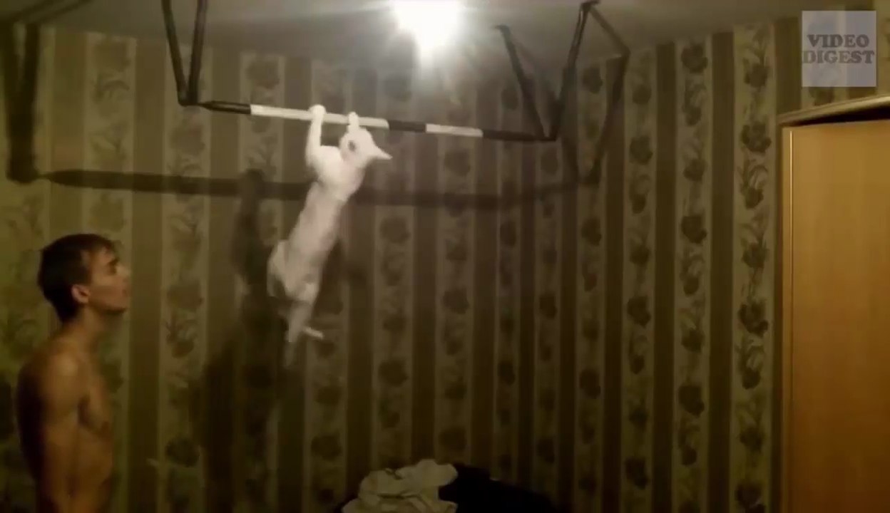 Funny crazy cat videos - Compilation 2016