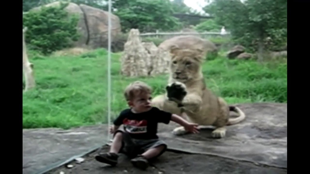 Best Animal Compilation Ever