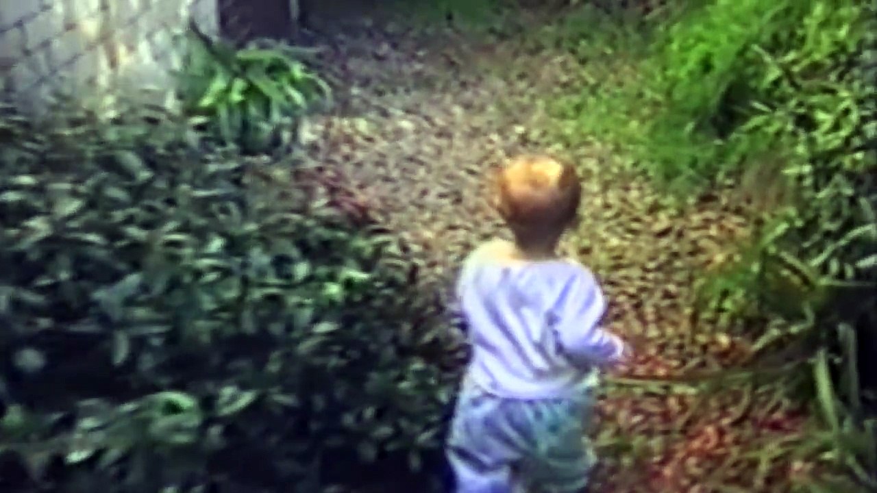 Animals Being Jerks - Cat Compilation