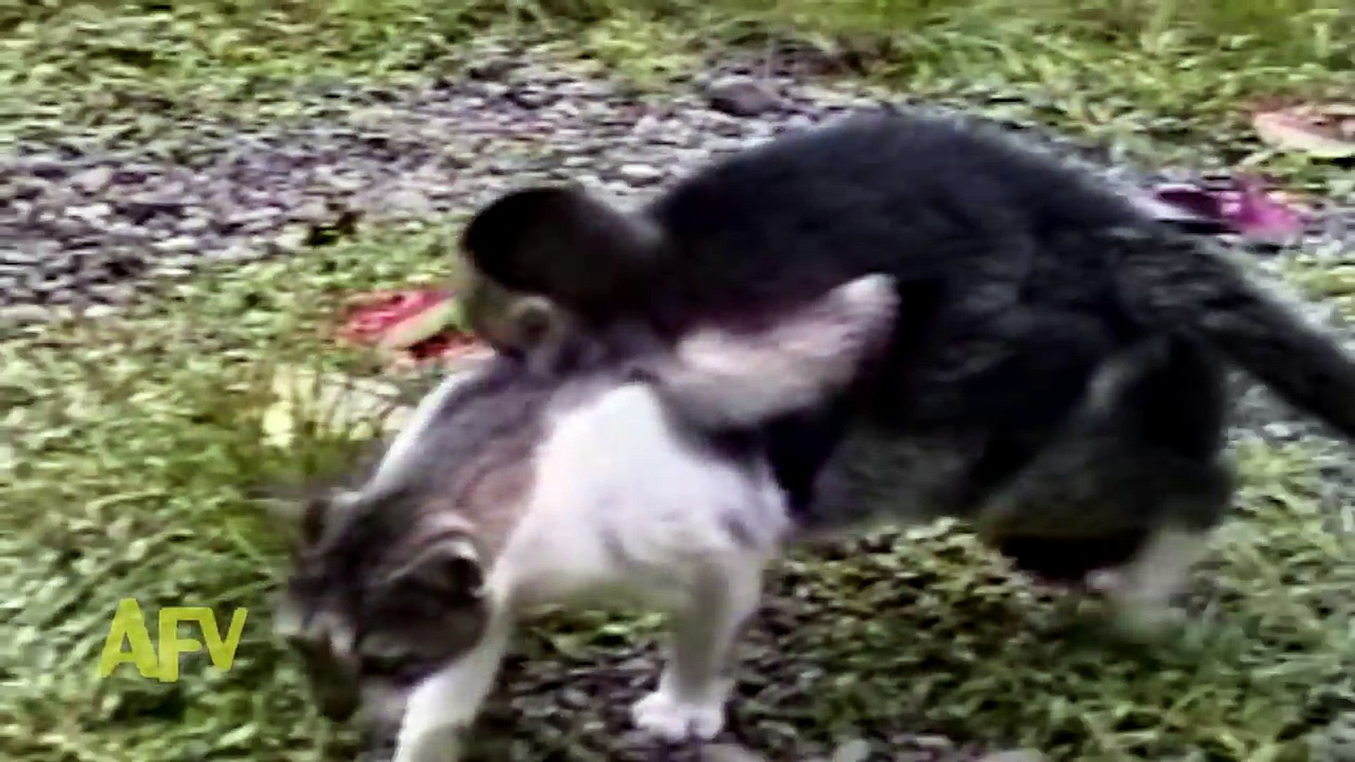 Animals Riding Animals  Compilation