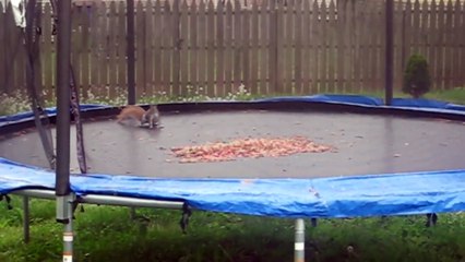 Animals Stuck in Stuff  Compilation