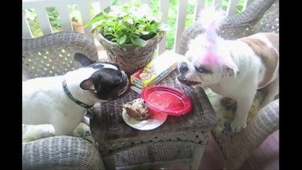 Bulldogs Are Awesome  Compilation