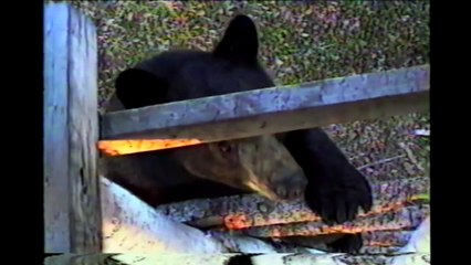 Bears Are Awesome  Compilation