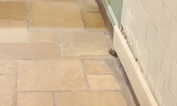 Des rats se promènent dans une boulangerie Paul à Paris (Trocadero Tour Eiffel)